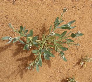 Whole plant with flowers