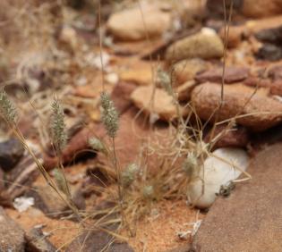 Whole plant