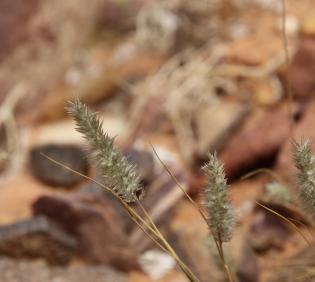 Enneapogon desvauxii fruits