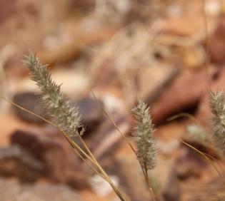 Enneapogon desvauxii fruits