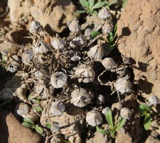 Pallenis hierochuntica fruits