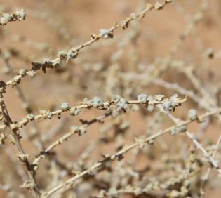 Traganum nudatum leaves