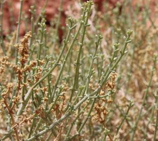 Leaves of Anabasis setifera