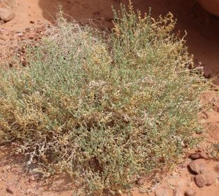 Whole plant