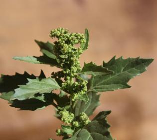 Chenopodiastrum murale leaves and flowers