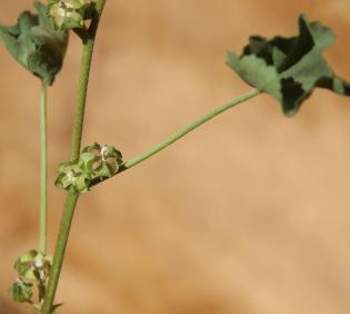 Malva parviflora fruit
