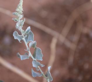 Atriplex turcomanica leaves