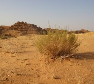 Artemisia monosperma and its surroundings