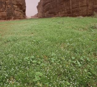 Spergularia flaccida in an ephemeral flooded depression