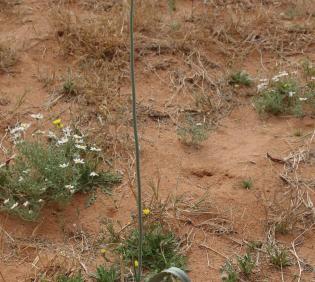 Whole plant