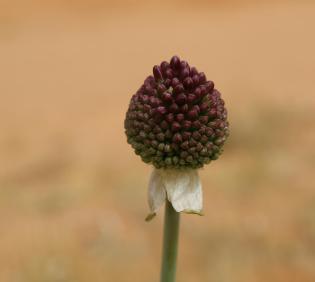 Flowers of Allium atroviolaceum