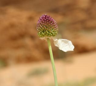 Flowers of Allium atroviolaceum