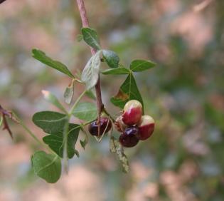 Searsia tripartita fruits