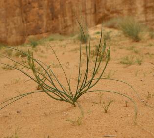 Whole plant