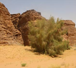 Whole plant