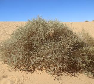 Whole plant