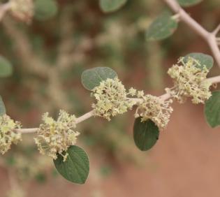 Ziziphus nummularia flowers