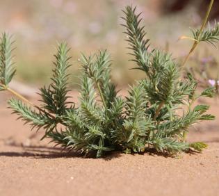 Whole plant