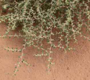 Ziziphus nummularia leaves