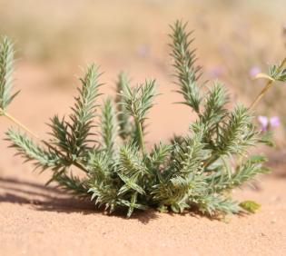 Whole plant