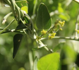Cebatha pendula leaf and flower