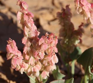 Rumex vesicarius fruits