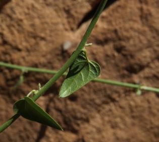 Cebatha pendula leaves
