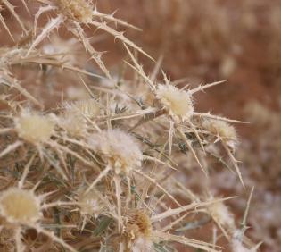 Atractylis carduus flowers