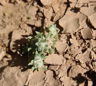 Whole plant