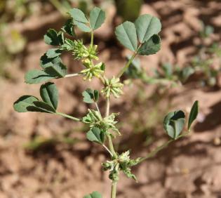 Trigonella anguina flowers