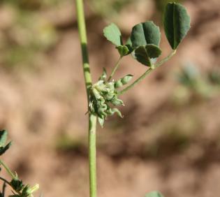Trigonella anguina fruits