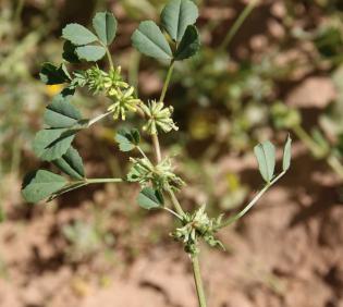 Trigonella anguina leaves, flowers and fruits