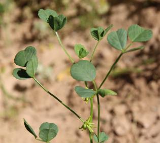 Trigonella glabra leaves