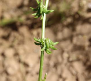 Trigonella glabra fruits