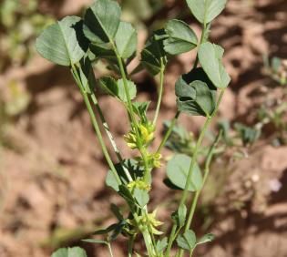 Trigonella glabra
