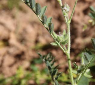 Astragalus tribuloides fruits and leaves