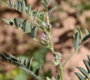 Astragalus tribuloides fruits and leaves