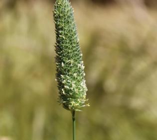 Phalaris minor flowers