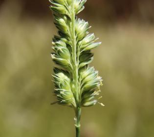 Phalaris minor flowers