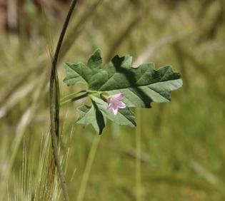 Convolvulus fatmensis leaf