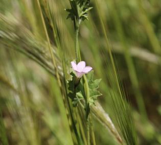 Convolvulus fatmensis flower