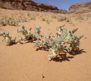 Whole plant