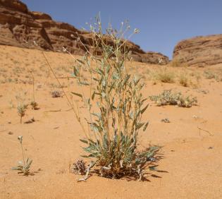 Whole plant