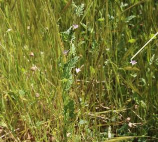 Whole plant