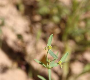 Euphorbia dracunculoides fruit/flower