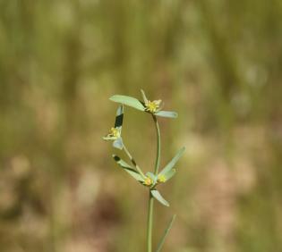 Euphorbia dracunculoides flowers and leaves