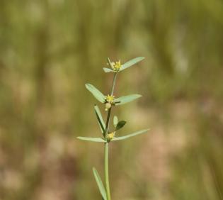 Euphorbia dracunculoides flowers and leaves
