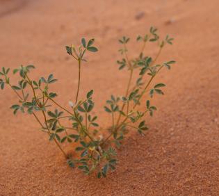 Whole plant