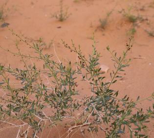 Scrophularia hypericifolia leaves