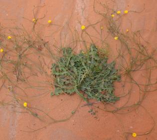 Whole plant
